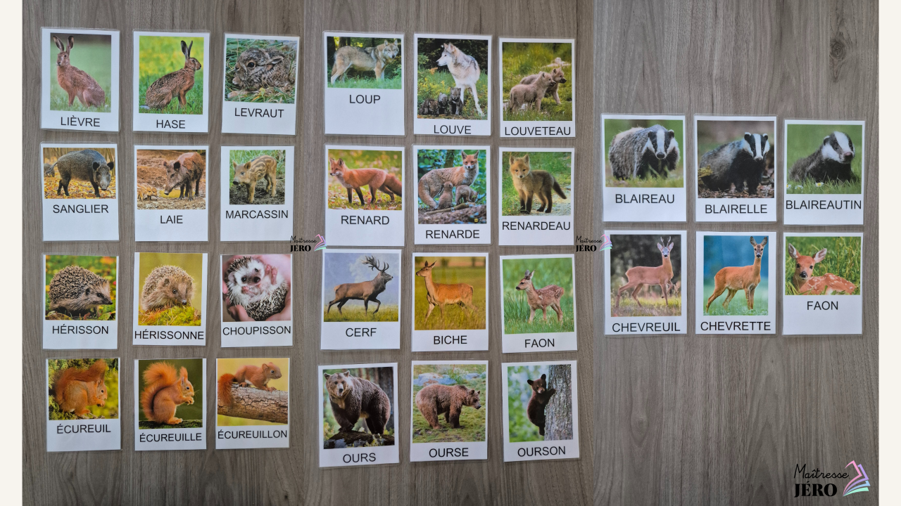 carte vocabulaire animaux forêt par famille (mâle, femelle, petit)