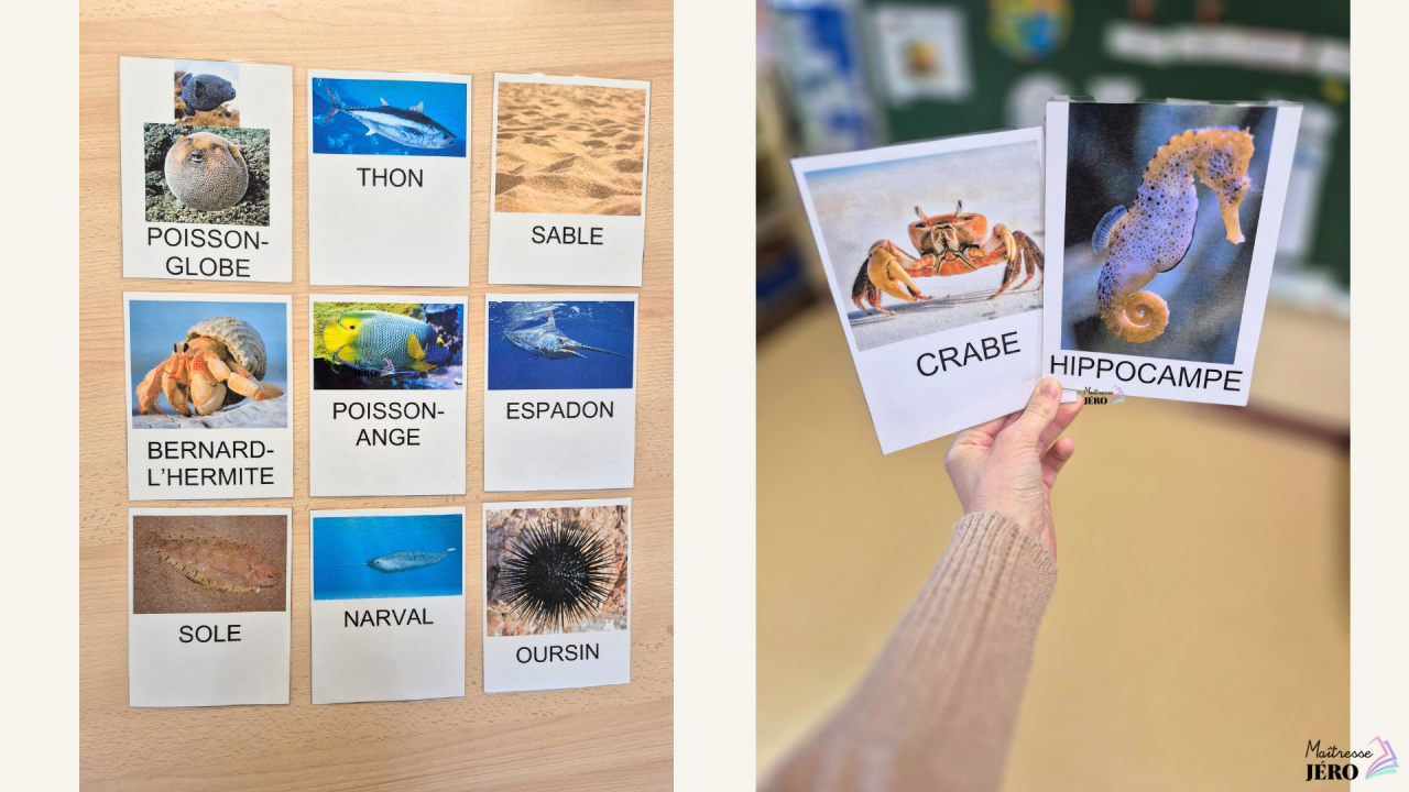 vocabulaire animaux marins, maternelle, PS-MS, 2