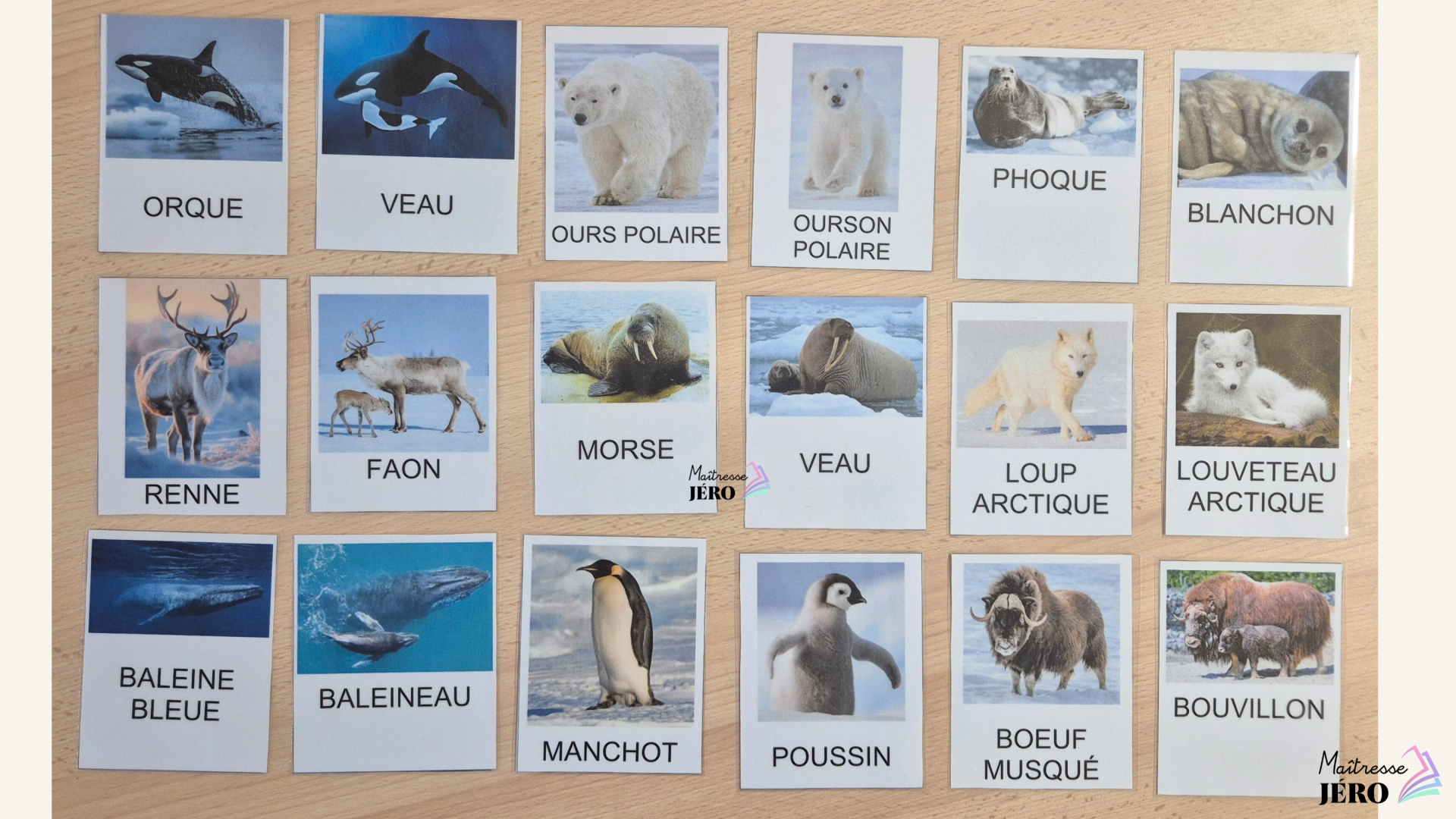 cartes vocabulaire animaux banquise et froid