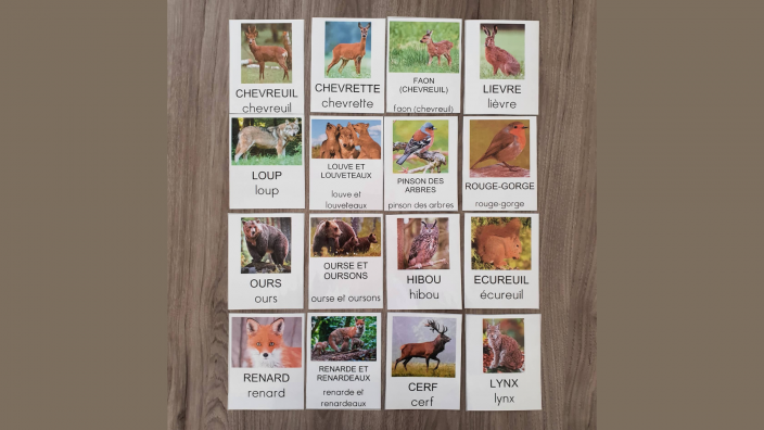 cartes vocabulaire animaux de la forêt