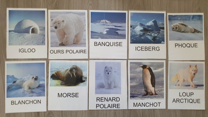 Loto de la banquise et des animaux des régions polaires - Bingo